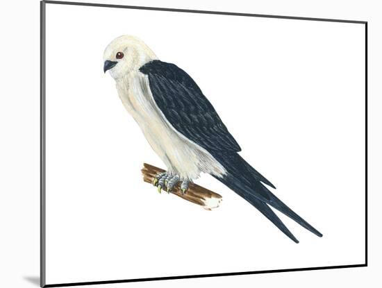 Swallow-Tailed Kite (Elanoides Forficatus), Birds-Encyclopaedia Britannica-Mounted Poster