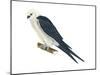 Swallow-Tailed Kite (Elanoides Forficatus), Birds-Encyclopaedia Britannica-Mounted Poster