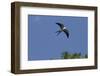 Swallow-Tailed Kite in Flight, Kissimmee Preserve SP, Florida-Maresa Pryor-Framed Photographic Print