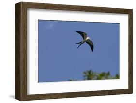 Swallow-Tailed Kite in Flight, Kissimmee Preserve SP, Florida-Maresa Pryor-Framed Photographic Print