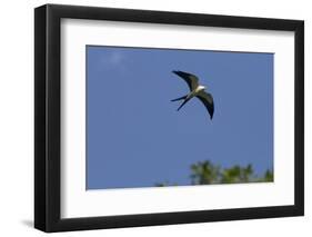 Swallow-Tailed Kite in Flight, Kissimmee Preserve SP, Florida-Maresa Pryor-Framed Photographic Print