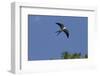 Swallow-Tailed Kite in Flight, Kissimmee Preserve SP, Florida-Maresa Pryor-Framed Photographic Print