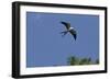 Swallow-Tailed Kite in Flight, Kissimmee Preserve SP, Florida-Maresa Pryor-Framed Photographic Print