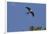 Swallow-Tailed Kite in Flight, Kissimmee Preserve SP, Florida-Maresa Pryor-Framed Photographic Print