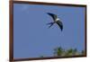 Swallow-Tailed Kite in Flight, Kissimmee Preserve SP, Florida-Maresa Pryor-Framed Premium Photographic Print