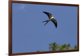 Swallow-Tailed Kite in Flight, Kissimmee Preserve SP, Florida-Maresa Pryor-Framed Premium Photographic Print