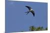 Swallow-Tailed Kite in Flight, Kissimmee Preserve SP, Florida-Maresa Pryor-Mounted Premium Photographic Print