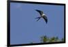 Swallow-Tailed Kite in Flight, Kissimmee Preserve SP, Florida-Maresa Pryor-Framed Premium Photographic Print