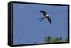 Swallow-Tailed Kite in Flight, Kissimmee Preserve SP, Florida-Maresa Pryor-Framed Stretched Canvas