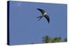 Swallow-Tailed Kite in Flight, Kissimmee Preserve SP, Florida-Maresa Pryor-Stretched Canvas