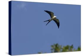 Swallow-Tailed Kite in Flight, Kissimmee Preserve SP, Florida-Maresa Pryor-Stretched Canvas