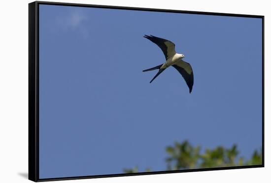 Swallow-Tailed Kite in Flight, Kissimmee Preserve SP, Florida-Maresa Pryor-Framed Stretched Canvas