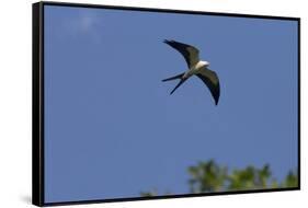 Swallow-Tailed Kite in Flight, Kissimmee Preserve SP, Florida-Maresa Pryor-Framed Stretched Canvas