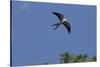Swallow-Tailed Kite in Flight, Kissimmee Preserve SP, Florida-Maresa Pryor-Stretched Canvas