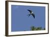 Swallow-Tailed Kite in Flight, Kissimmee Preserve SP, Florida-Maresa Pryor-Framed Photographic Print