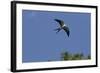 Swallow-Tailed Kite in Flight, Kissimmee Preserve SP, Florida-Maresa Pryor-Framed Photographic Print