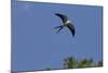 Swallow-Tailed Kite in Flight, Kissimmee Preserve SP, Florida-Maresa Pryor-Mounted Photographic Print