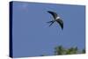 Swallow-Tailed Kite in Flight, Kissimmee Preserve SP, Florida-Maresa Pryor-Stretched Canvas