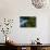 Swallow-Tailed Kites Roosting, Lake Woodruff NWR, Florida-Maresa Pryor-Photographic Print displayed on a wall