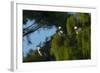 Swallow-Tailed Kites Roosting, Lake Woodruff NWR, Florida-Maresa Pryor-Framed Photographic Print