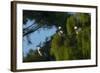 Swallow-Tailed Kites Roosting, Lake Woodruff NWR, Florida-Maresa Pryor-Framed Photographic Print