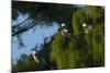 Swallow-Tailed Kites Roosting, Lake Woodruff NWR, Florida-Maresa Pryor-Mounted Photographic Print