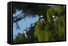 Swallow-Tailed Kites Roosting, Lake Woodruff NWR, Florida-Maresa Pryor-Framed Stretched Canvas