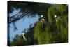 Swallow-Tailed Kites Roosting, Lake Woodruff NWR, Florida-Maresa Pryor-Stretched Canvas