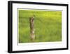 Swallow-Donald Paulson-Framed Giclee Print