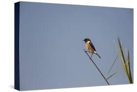 Swallow-Michele Westmorland-Stretched Canvas