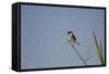 Swallow-Michele Westmorland-Framed Stretched Canvas