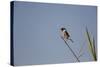 Swallow-Michele Westmorland-Stretched Canvas
