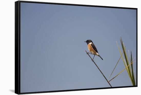 Swallow-Michele Westmorland-Framed Stretched Canvas