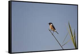 Swallow-Michele Westmorland-Framed Stretched Canvas