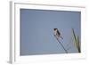 Swallow-Michele Westmorland-Framed Photographic Print