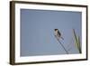 Swallow-Michele Westmorland-Framed Photographic Print