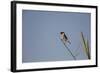 Swallow-Michele Westmorland-Framed Photographic Print