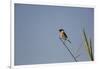 Swallow-Michele Westmorland-Framed Photographic Print