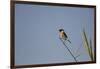 Swallow-Michele Westmorland-Framed Photographic Print