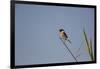 Swallow-Michele Westmorland-Framed Photographic Print