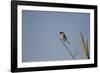 Swallow-Michele Westmorland-Framed Photographic Print