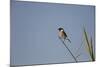 Swallow-Michele Westmorland-Mounted Photographic Print