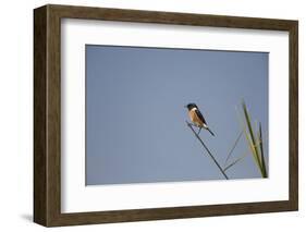 Swallow-Michele Westmorland-Framed Photographic Print