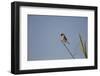 Swallow-Michele Westmorland-Framed Photographic Print