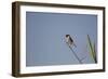 Swallow-Michele Westmorland-Framed Photographic Print