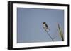 Swallow-Michele Westmorland-Framed Photographic Print