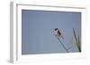 Swallow-Michele Westmorland-Framed Photographic Print