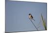 Swallow-Michele Westmorland-Mounted Photographic Print