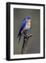 Swallow-null-Framed Photographic Print