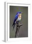 Swallow-null-Framed Photographic Print